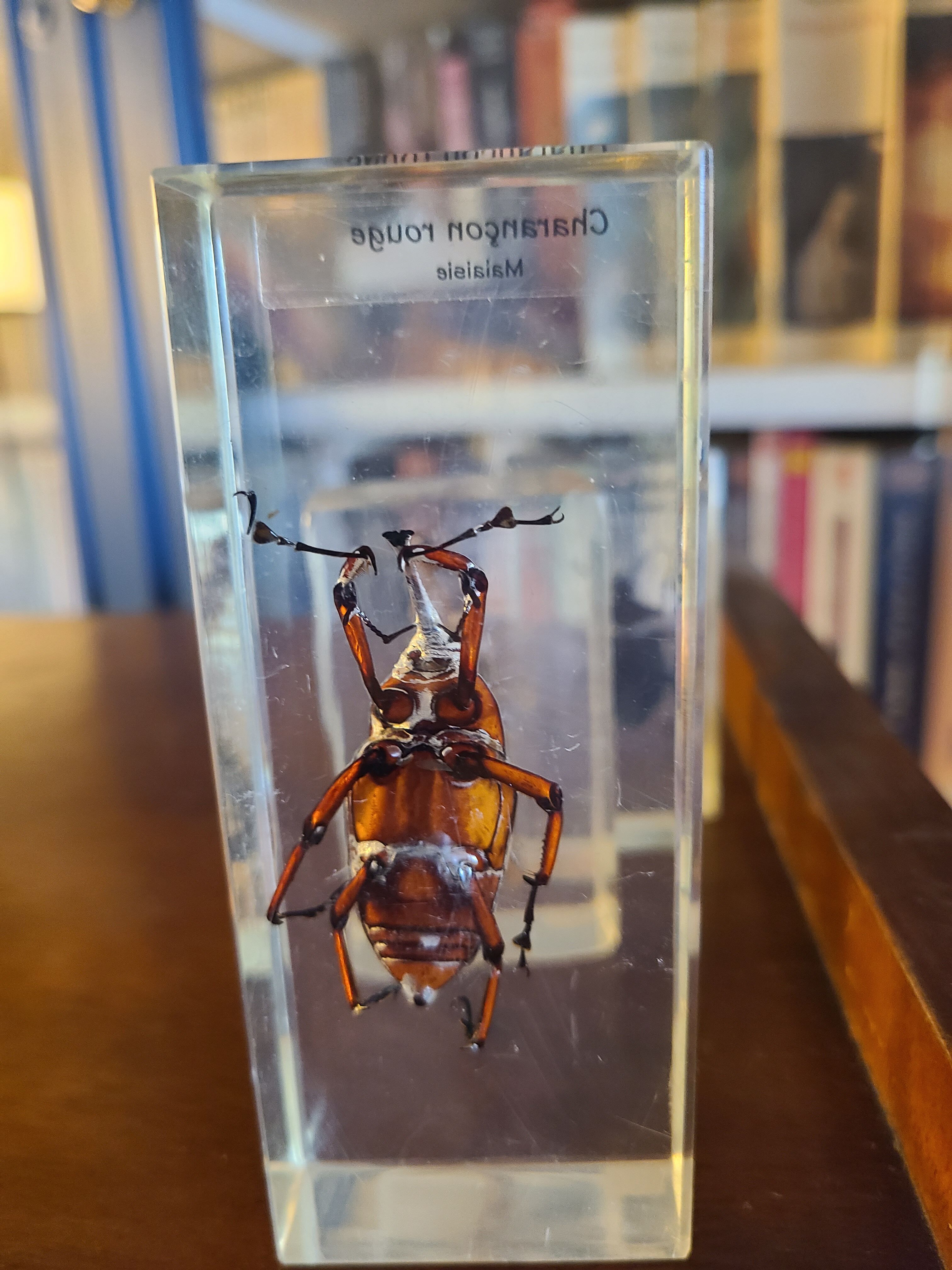 Insects under vintage resin