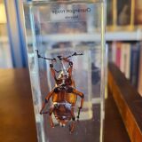 Insects under vintage resin