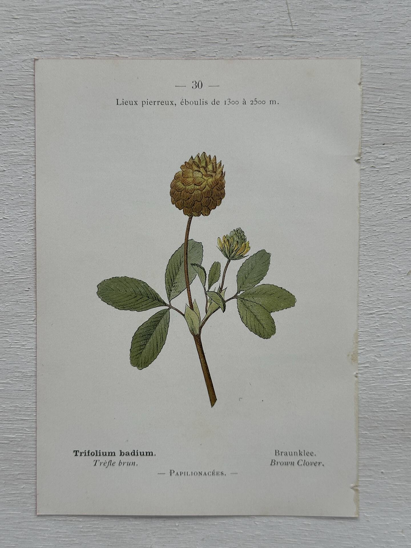 Botanical Plate 1800 Old Naturalist Engraving 19th Century Double-Sided