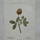 Botanical Plate 1800 Old Naturalist Engraving 19th Century Double-Sided