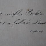 Framed engraving by PJ Redouté