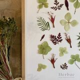 Herbier de fleurs séchées