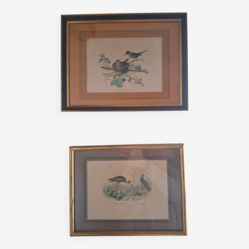 Paire de gravures anciennes encadrées représentant des oiseaux