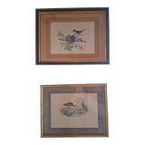 Paire de gravures anciennes encadrées représentant des oiseaux