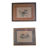 Paire de gravures anciennes encadrées représentant des oiseaux
