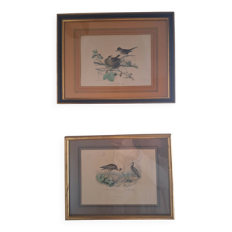 Pair of old framed engravings representing birds