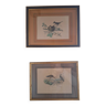 Pair of old framed engravings representing birds