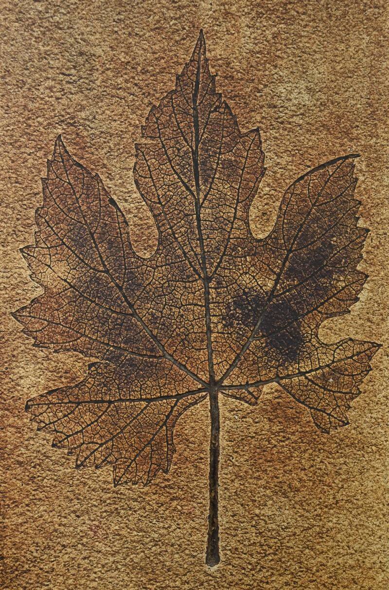 Coffee table signed R. Capron, Les Herbiers Collection, Vallauris – 1960