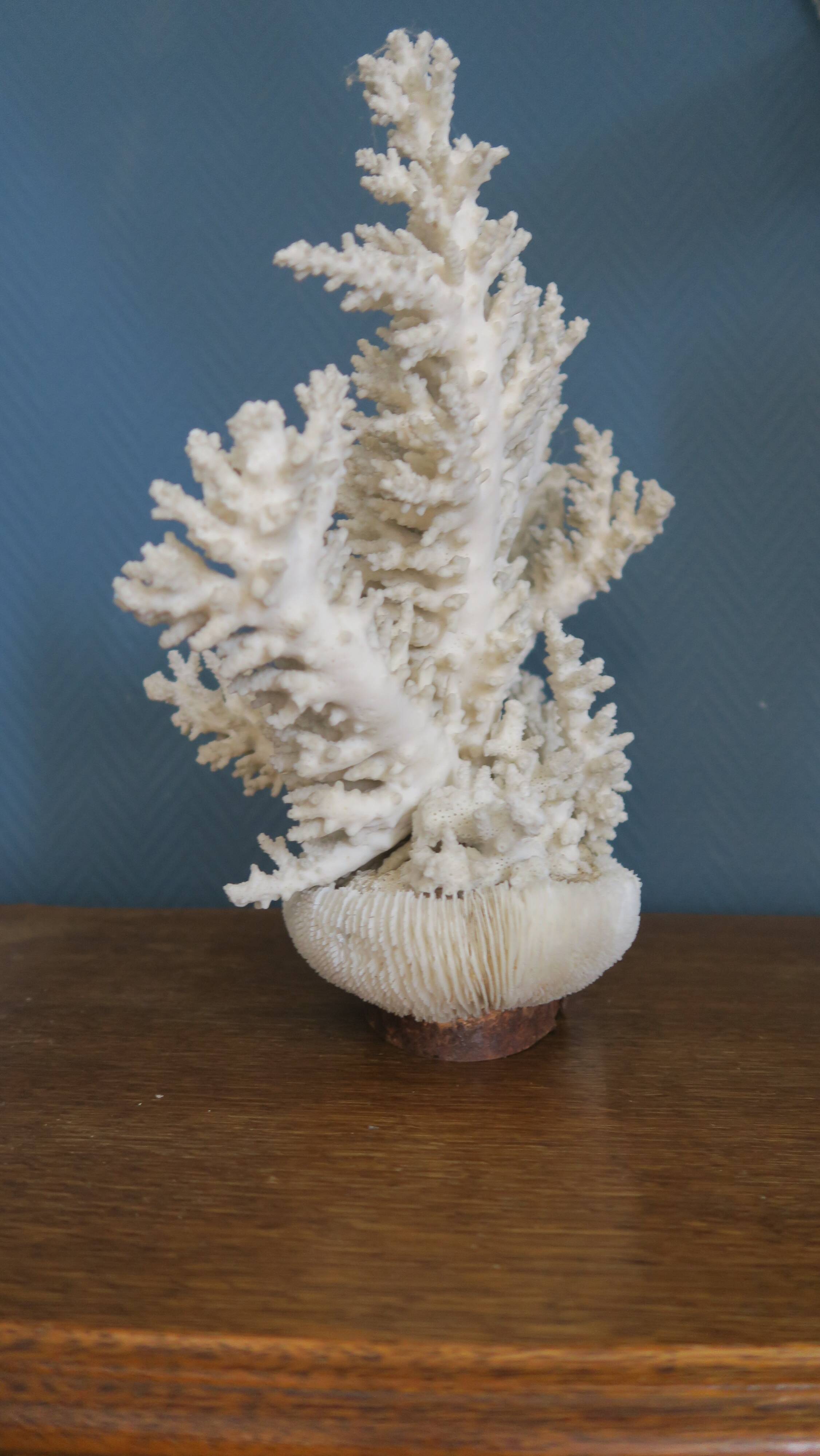 Natural white coral
