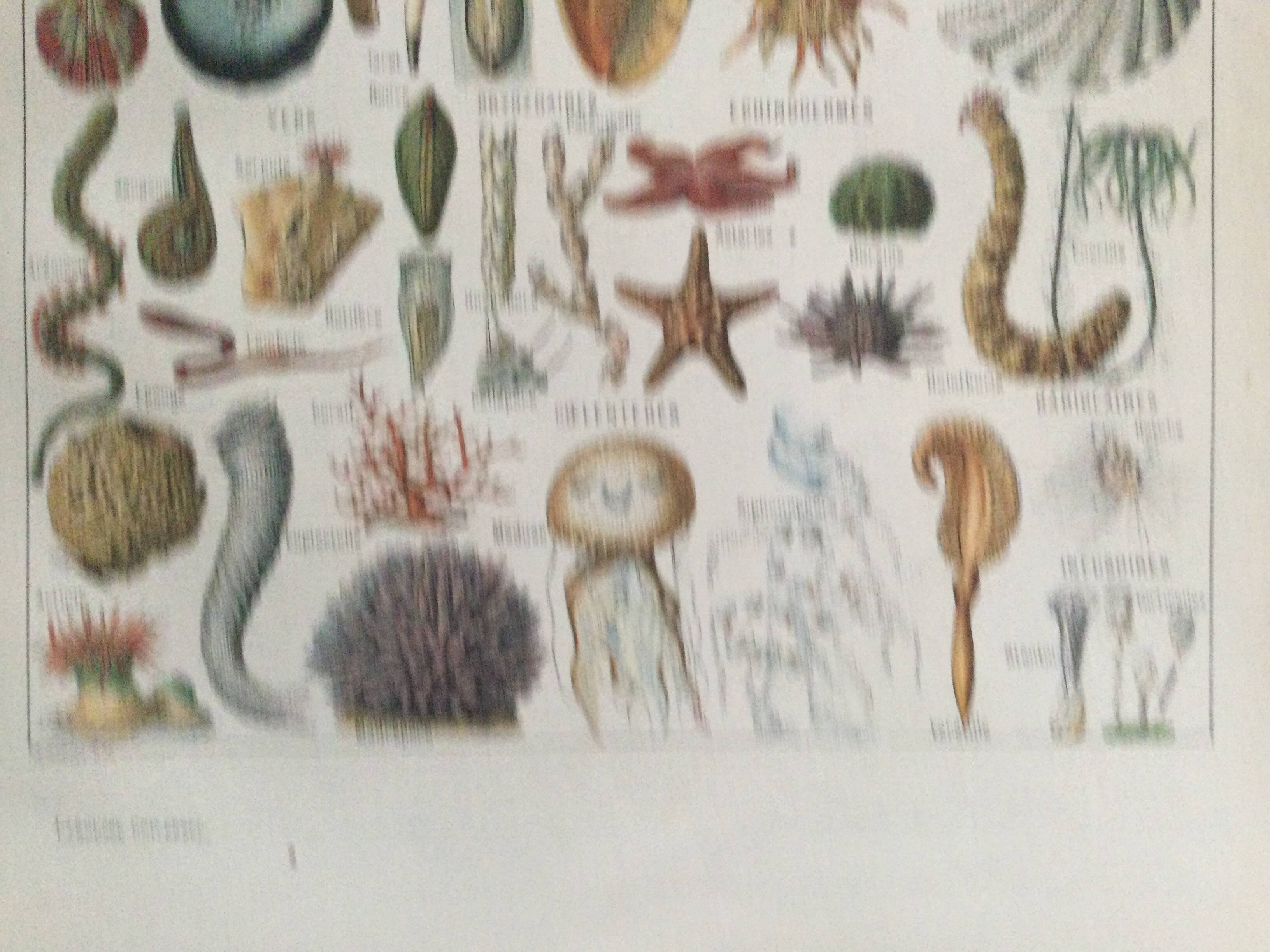 Old engraving 1897 - Molluscs Shells - botanical plate