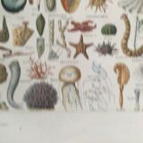 Old engraving 1897 - Molluscs Shells - botanical plate