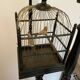 Bird perch