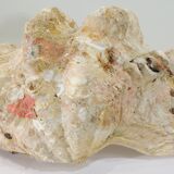 Clamshell geant/clam/Collectible shell/aquarium