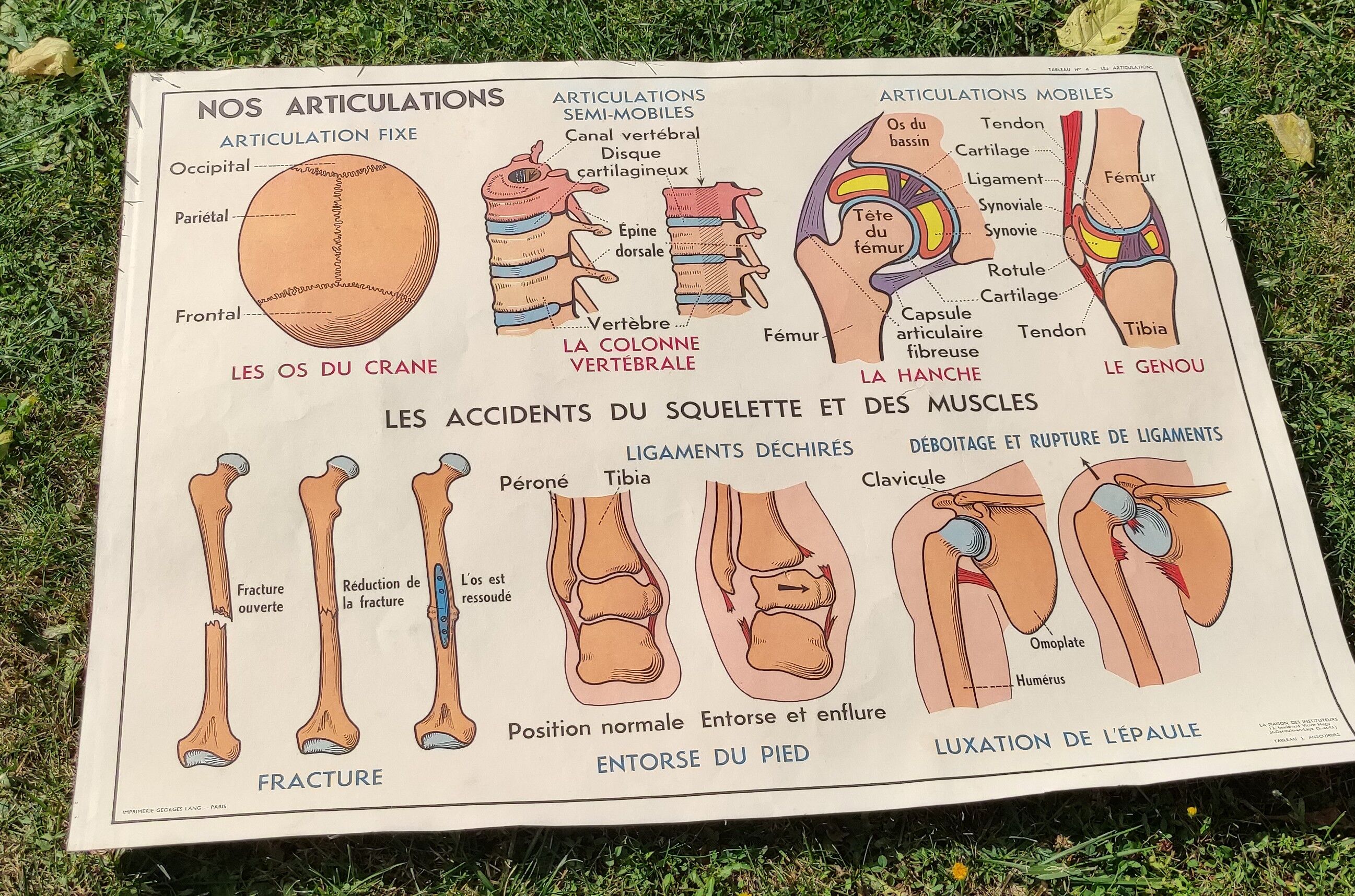 Educational poster on the skeleton and joints