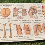 Educational poster on the skeleton and joints
