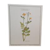 Botanical plate Chelidoine