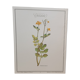 Botanical plate Chelidoine