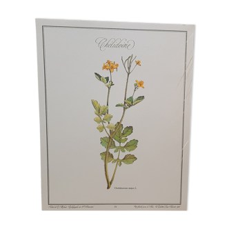 Planche botanique Chélidoine