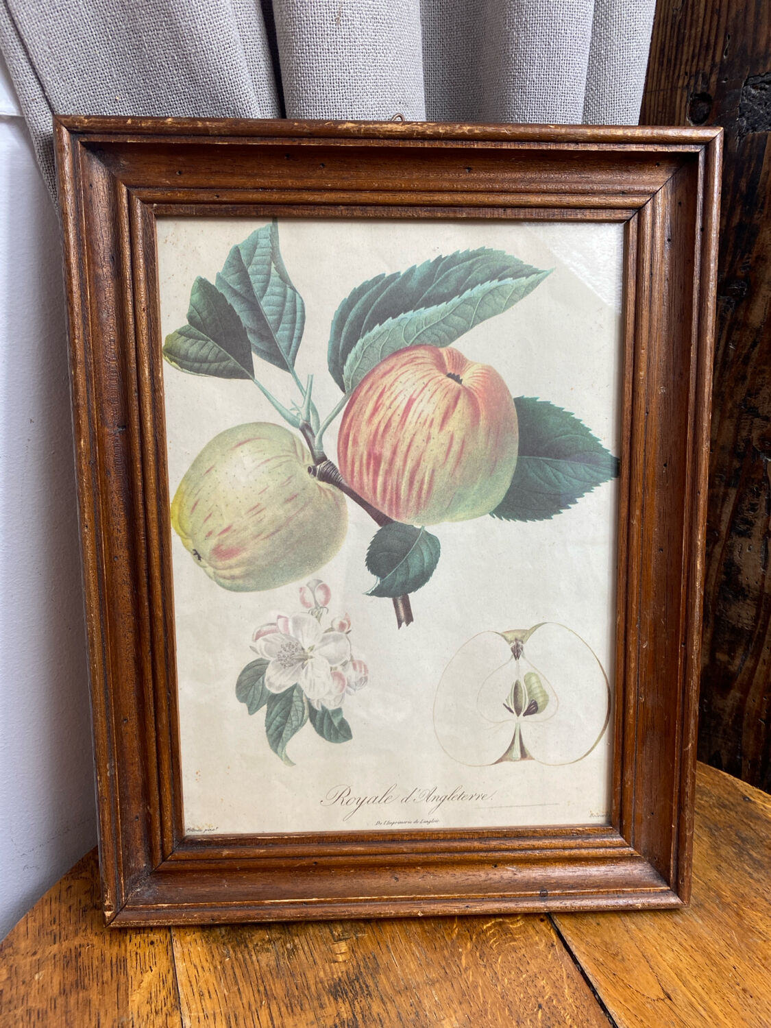 Affiche botanique Langlois encadrée