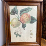 Affiche botanique Langlois encadrée
