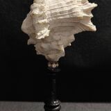 Cabinet of Curiosities, chicoreus ramosus shell on base