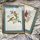 Zoological engraving of birds Euspiza luteola