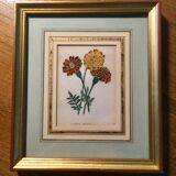 Set of 6 Small Botanical Flower Engravings