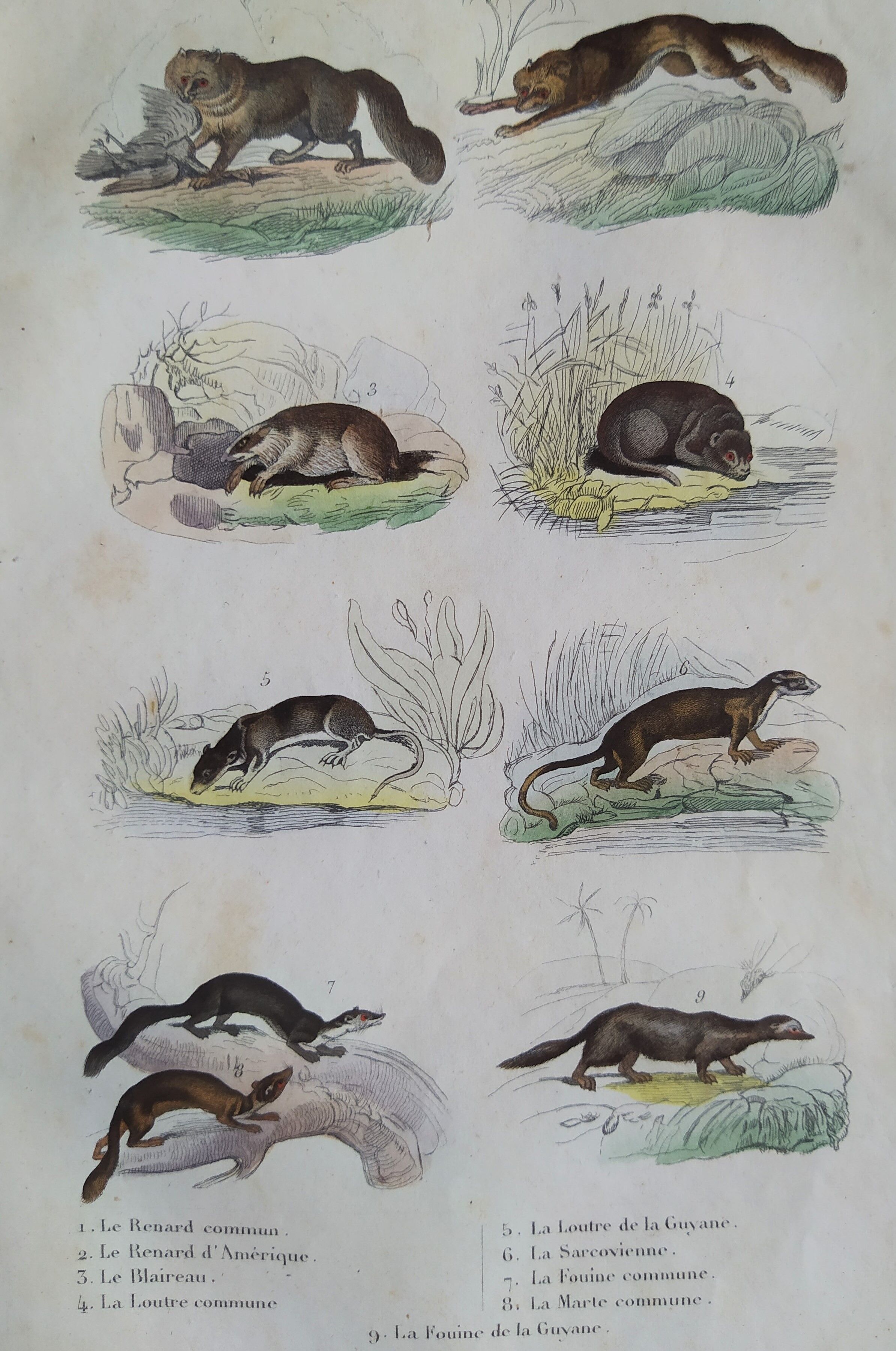 Original zoological plate "common fox & American fox, badger,... - Buffon 1838