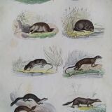 Original zoological plate " common & american fox, badger,... - buffon 1838