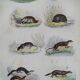Original zoological plate "common fox & American fox, badger,... - Buffon 1838