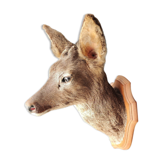 Doe Hunting Trophy