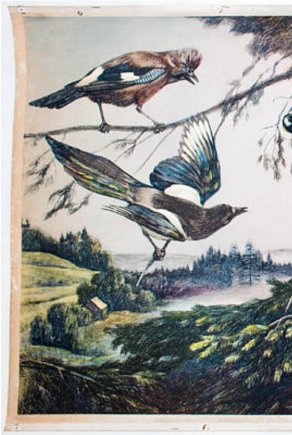 Oiseaux, grille éducatif, F. Zerritsch, 1954