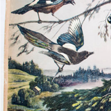 Birds, Educational Grid, F. Zerritsch, 1954