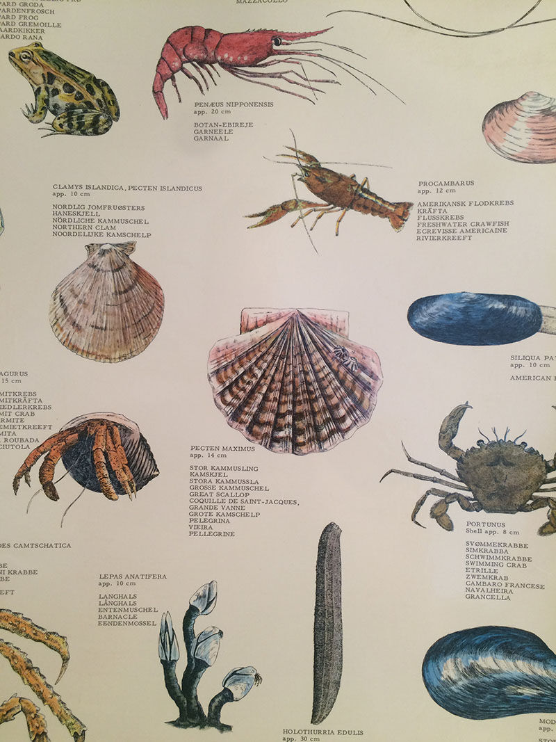 Original vintage marine wildlife poster, 80s