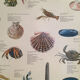 Original vintage marine wildlife poster, 80s