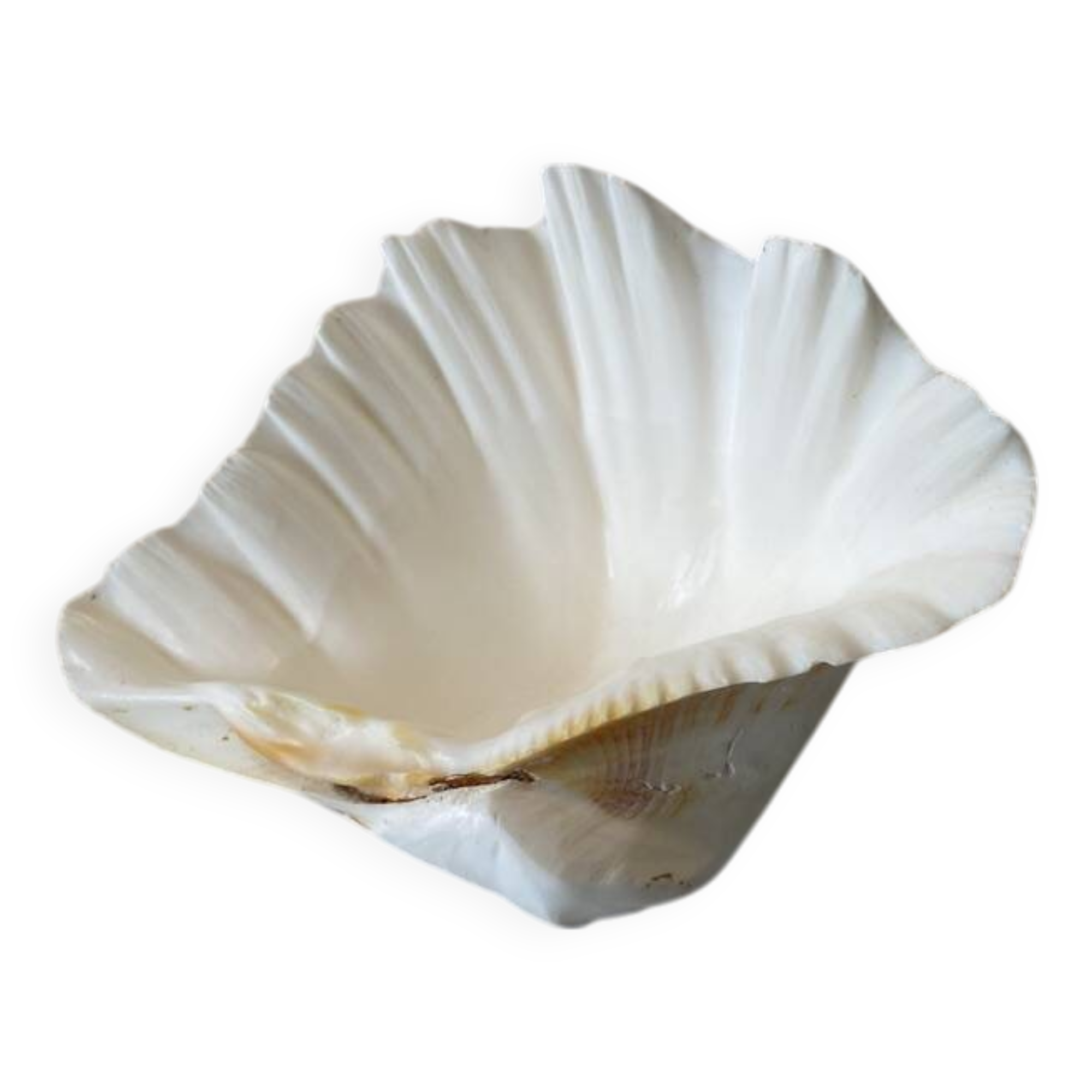 Holy water clam shell - 23x15x6 cm - Natural - 1000g