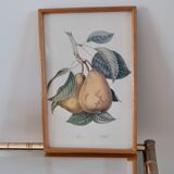 Botanical poster / pear lithograph 50s