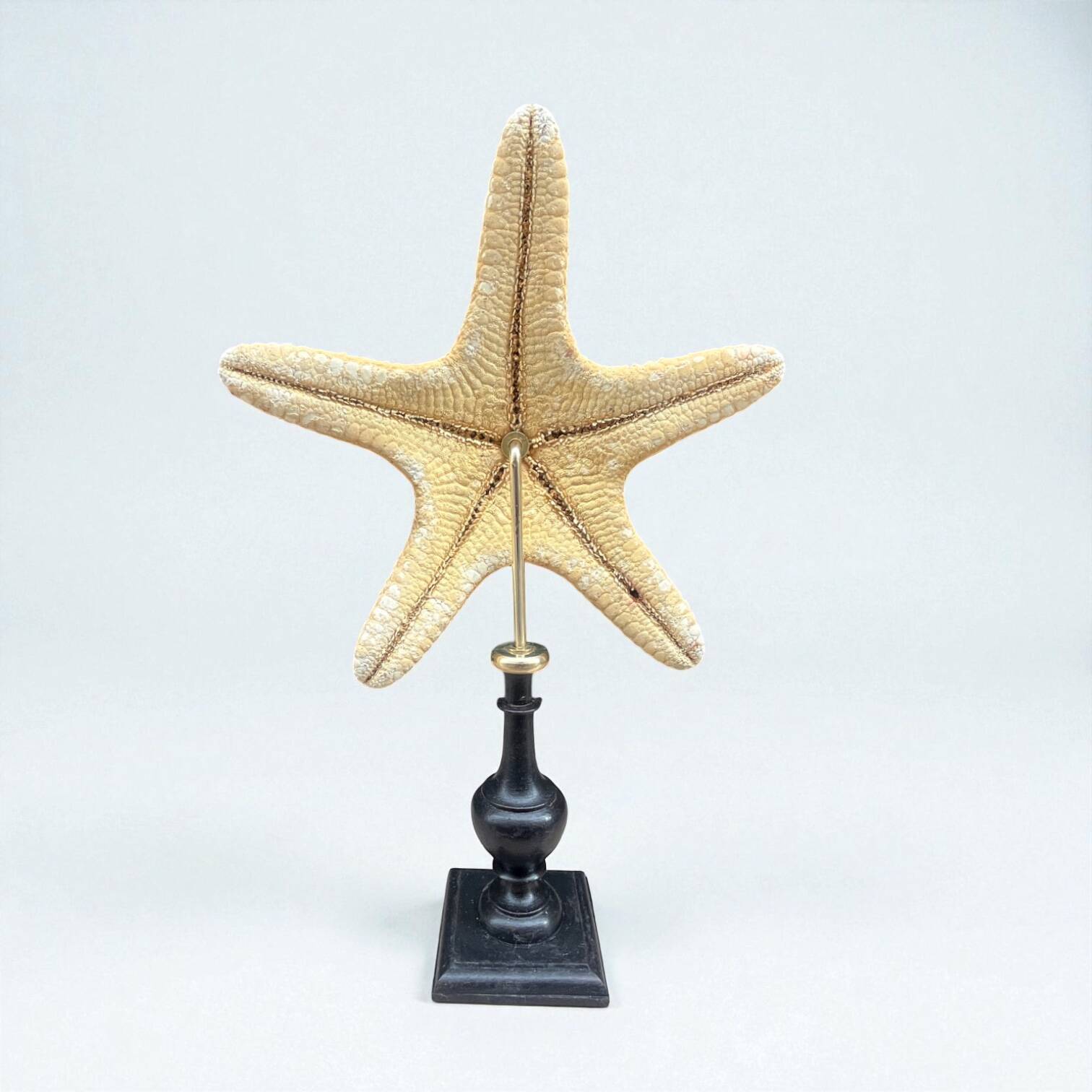 Starfish on a turned wooden base, late 19th century - cabinet of curiosities