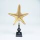 Starfish on a turned wooden base, late 19th century - cabinet of curiosities