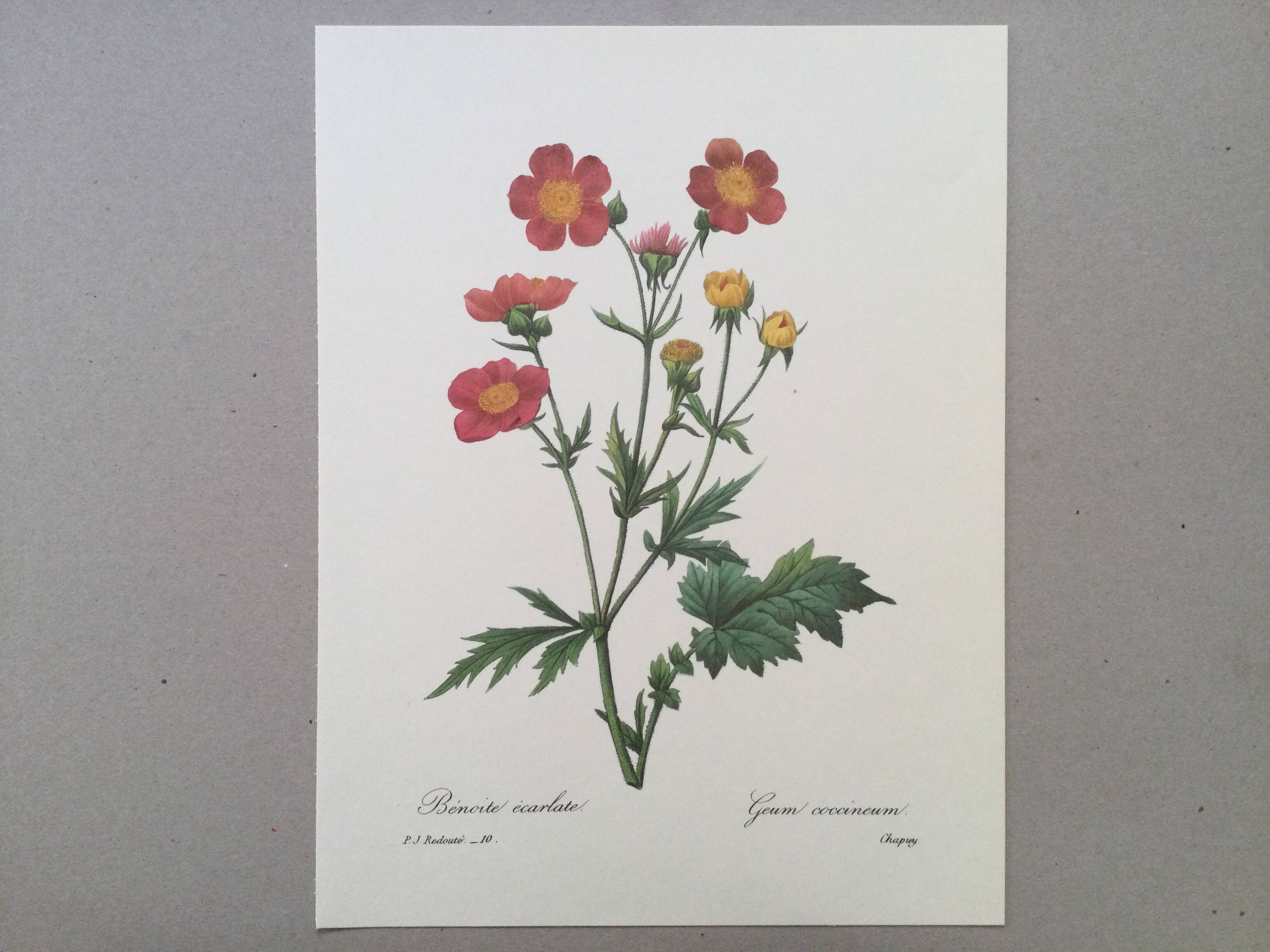 Impression vintage Fleur Benoite écarlate