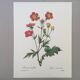 Impression vintage Fleur Benoite écarlate