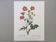 Impression vintage Fleur Benoite écarlate