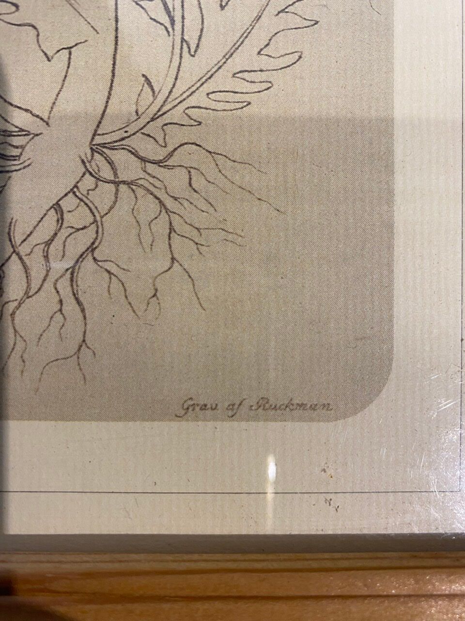 Two framed botanical boards, violets and chrysanthemums