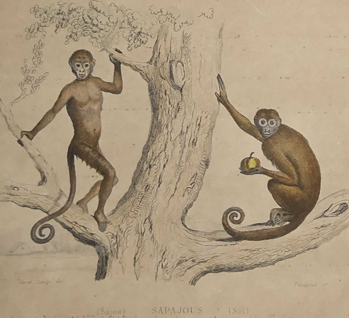 Planche zoologique originale de 1839