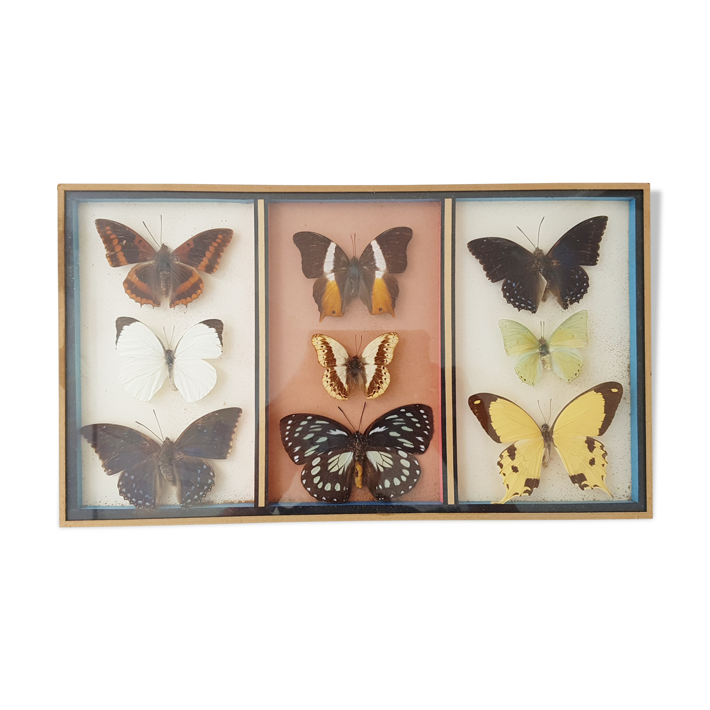 Frame mounted butterflies
