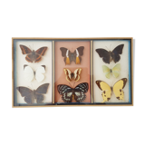 Frame mounted butterflies