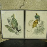 Pair of engravings "with birds"