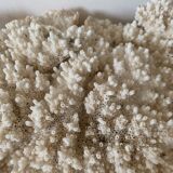White coral 33 cm
