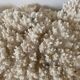 Corail blanc 33 cm