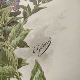 Botanical lithograph from 1897 - Vicia Oroboides - Print by E. Godard